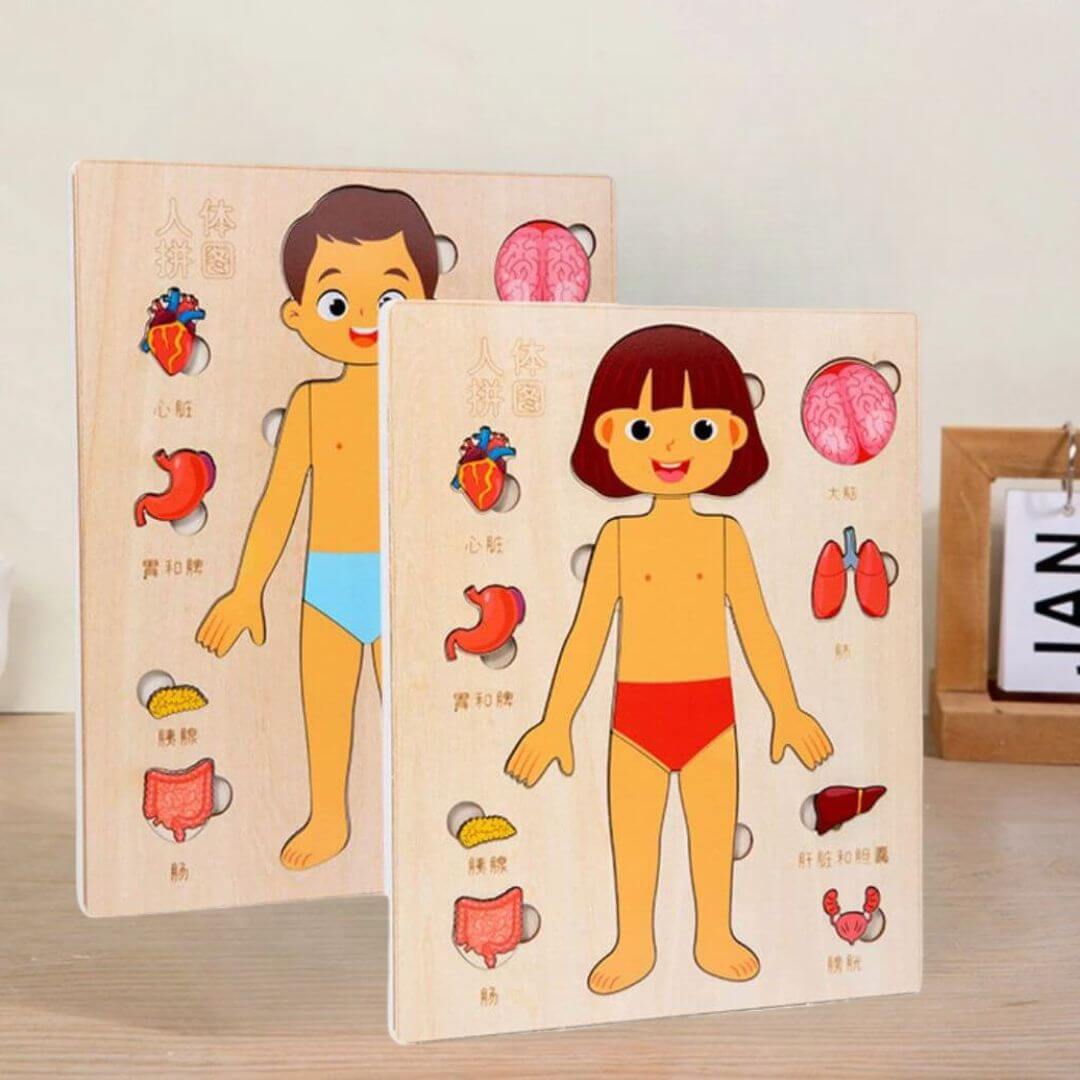 BodyWise™ – Educatieve Houten Anatomie Puzzel – Ontdek het Menselijk Lichaam