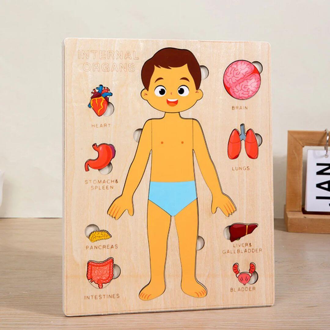 BodyWise™ – Educatieve Houten Anatomie Puzzel – Ontdek het Menselijk Lichaam