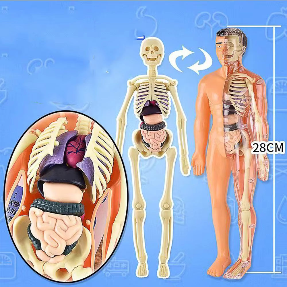 BodyQuest® - Educatieve Model van het Menselijk Lichaam - Voor Kinderen