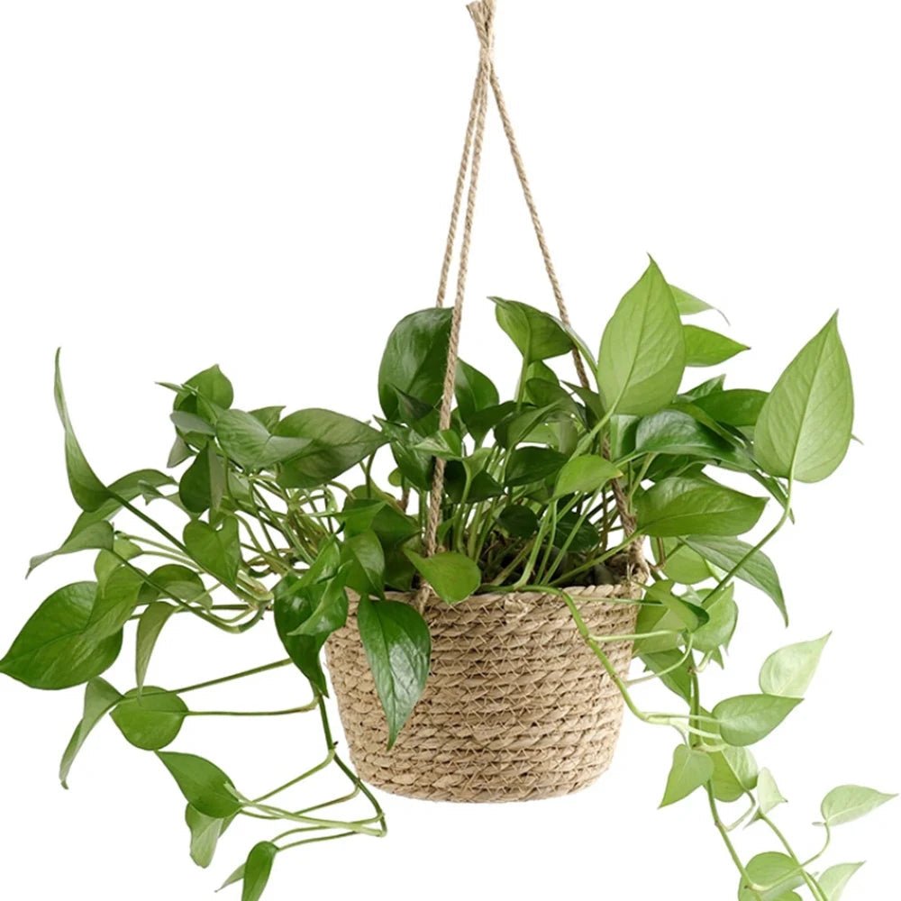 TwineBloom™ – Handgeknoopte Macramé Plantenhanger – Orchidee & Kamerplant Hanger